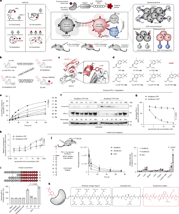 صورة مميزة: Intratumoural vaccination via checkpoint degradationcoupled antigen presentation