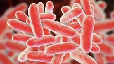سحب جديد لبراعم الفجل في الولايات المتحدة بسبب E. coli والسالمونيلا.. FDA توسع تحذيراً غذائياً